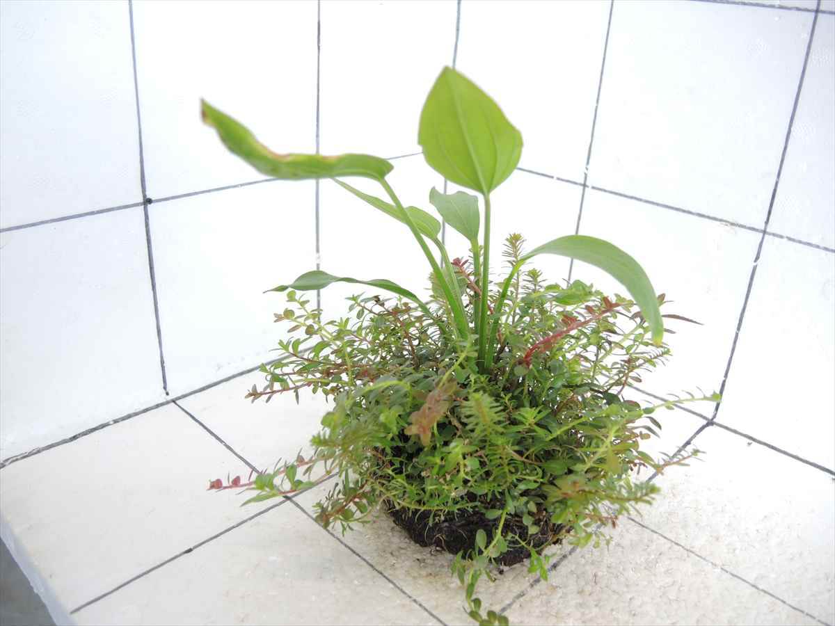 侘び草エキノMIX No.4の写真4