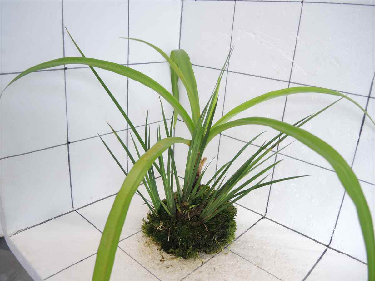 佗び草 水辺MIX No.1の写真4