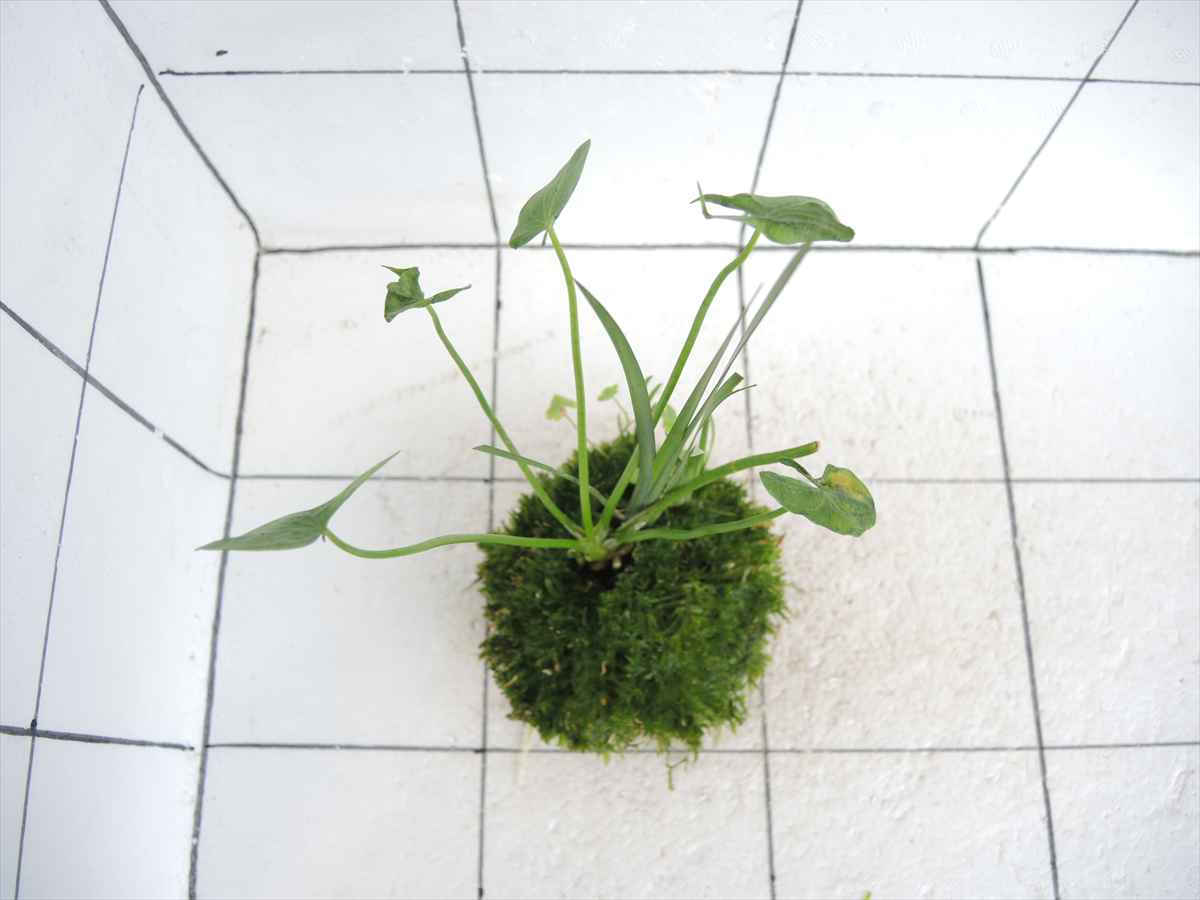 佗び草 水辺MIX No.2の写真3