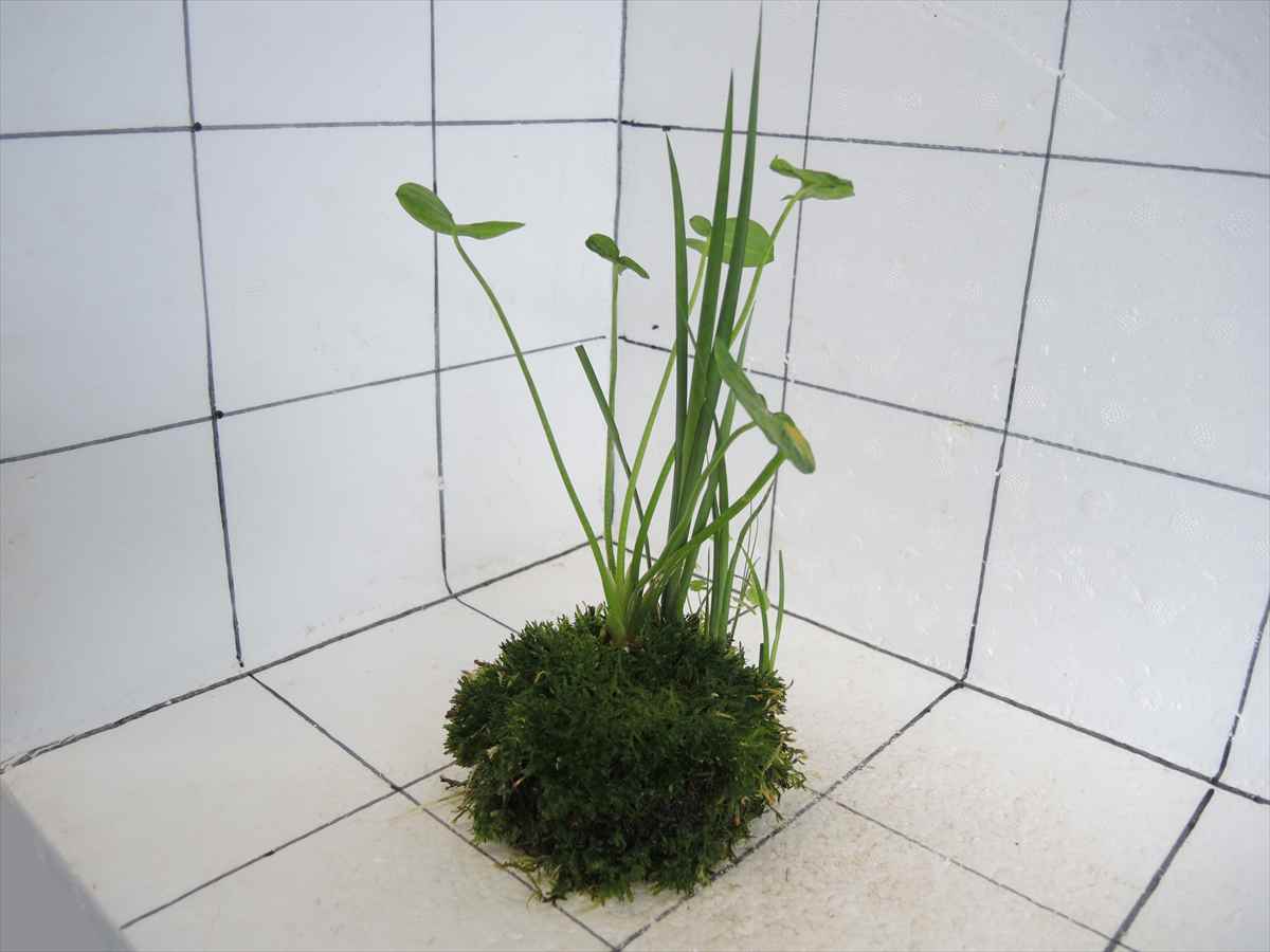 佗び草 水辺MIX No.2の写真4