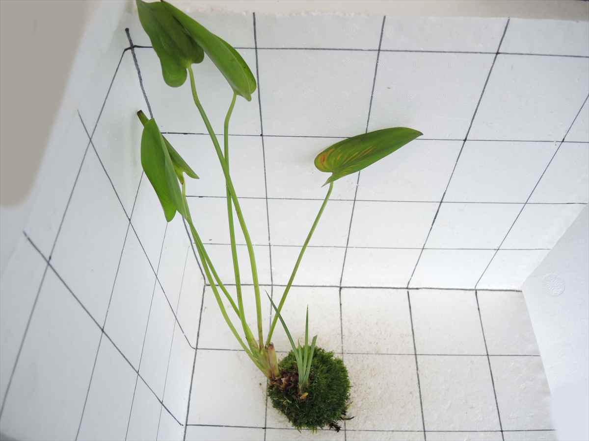 佗び草 水辺MIX No.3の写真3