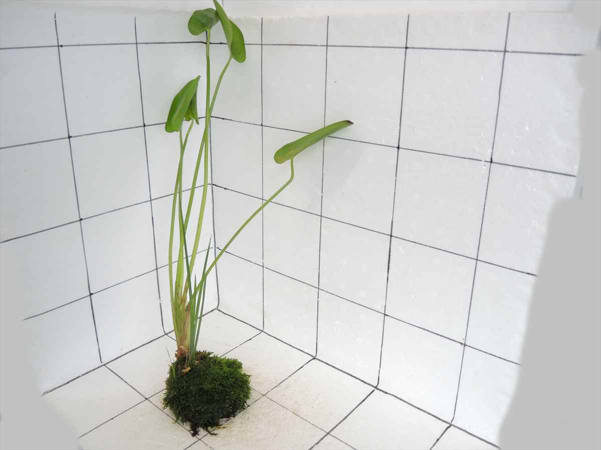 佗び草 水辺MIX No.3の写真4