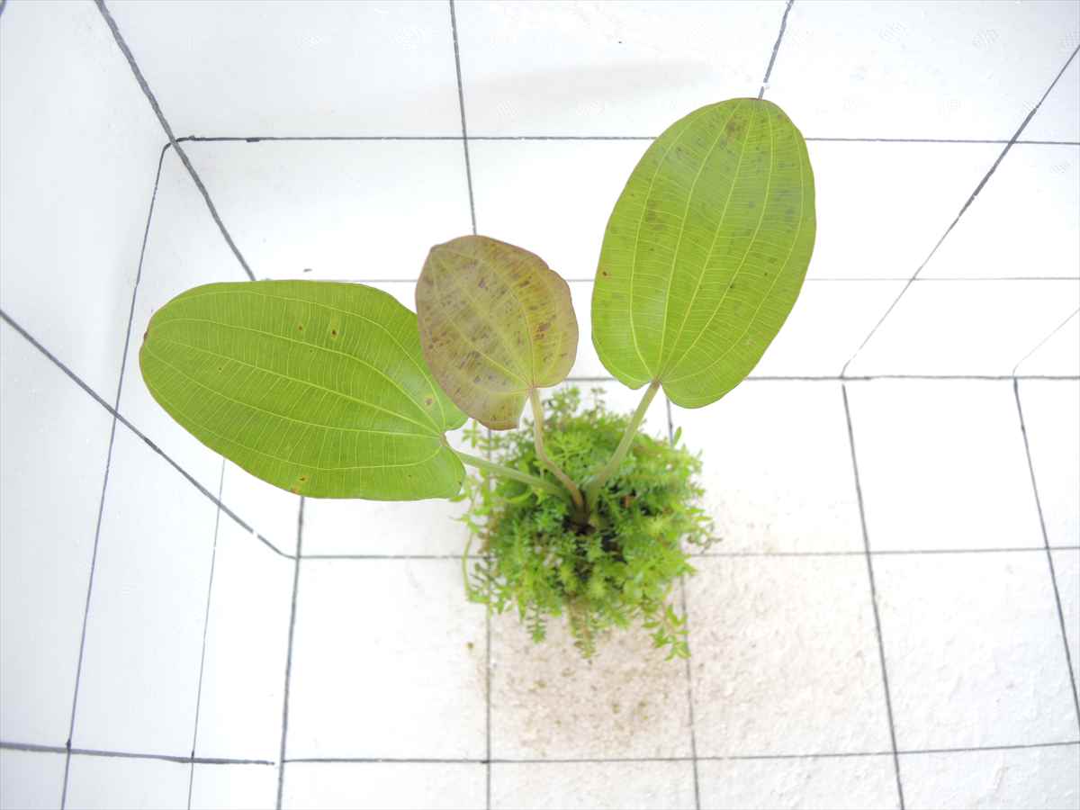 【本日まで】ラゲナンドラ　マスターセットADA 侘び草 ADA 侘び草ラゲナンドラMIX No.2の販売 (熱帯魚・水草 アクア