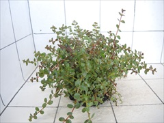 侘び草有茎草MIX No.1