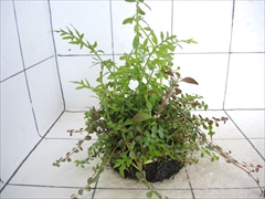 侘び草モスベース No.1
