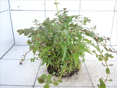 侘び草かれんNo.1