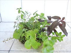 侘び草かれんNo.4