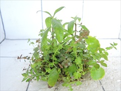 侘び草かれんNo.5