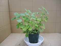 アロマティカス ポット植え