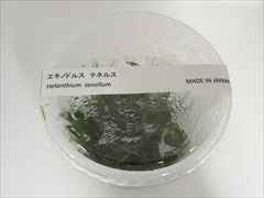 エキノドルス テネルス 国産