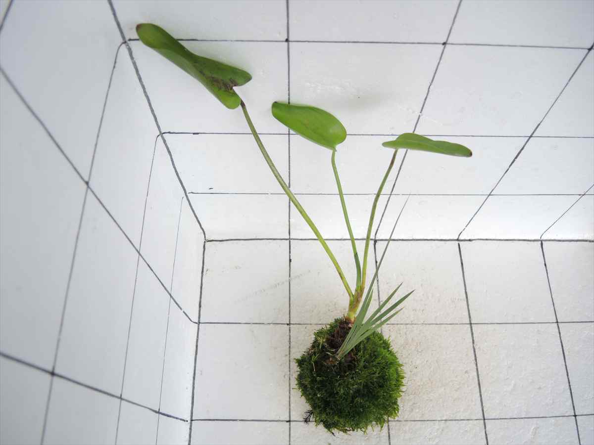 佗び草 水辺MIX No.3の写真3