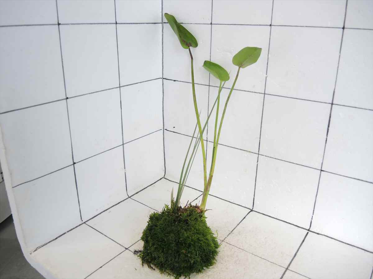 佗び草 水辺MIX No.3の写真4