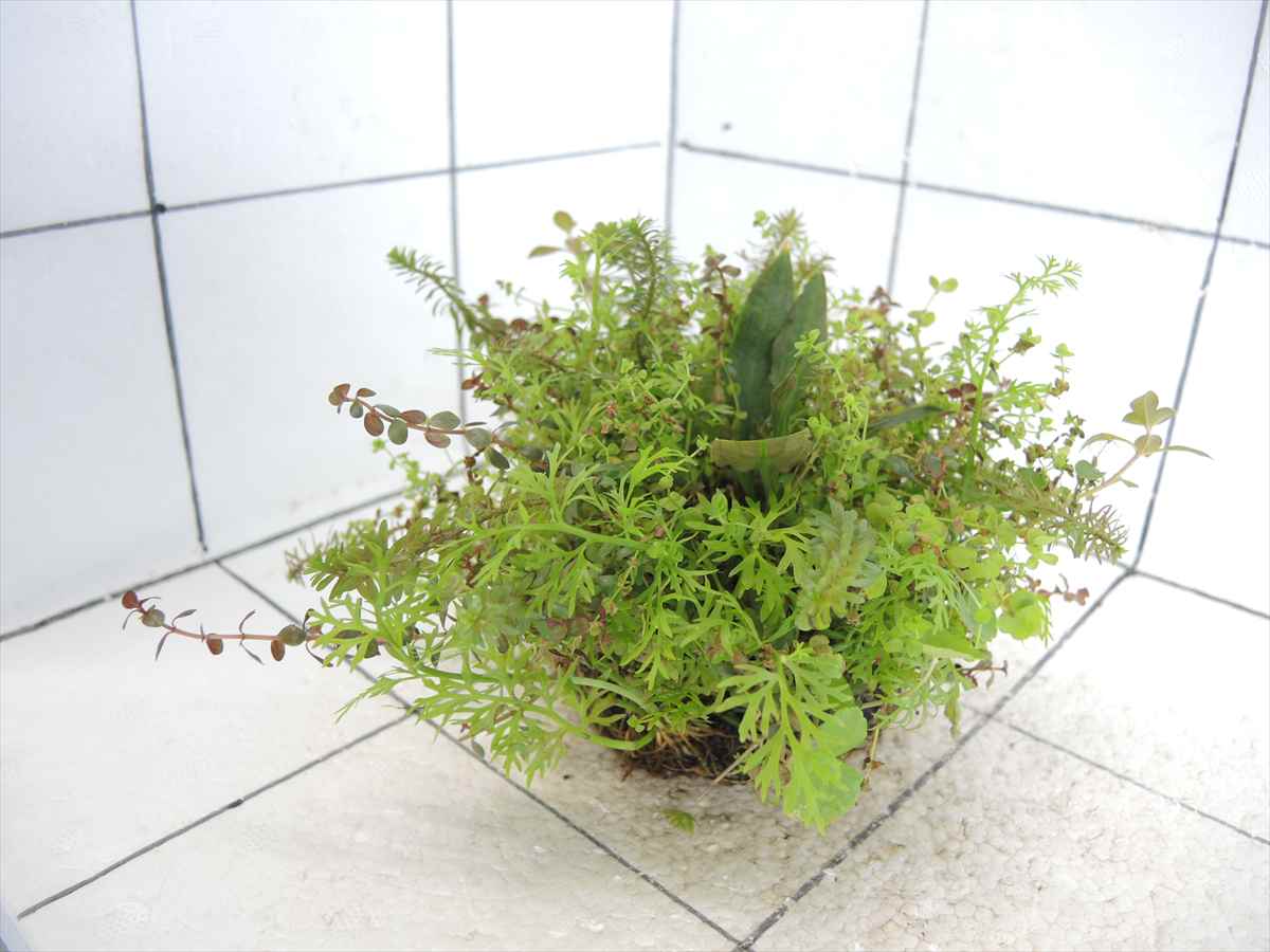 侘び草クリプトMIX No.1の写真4