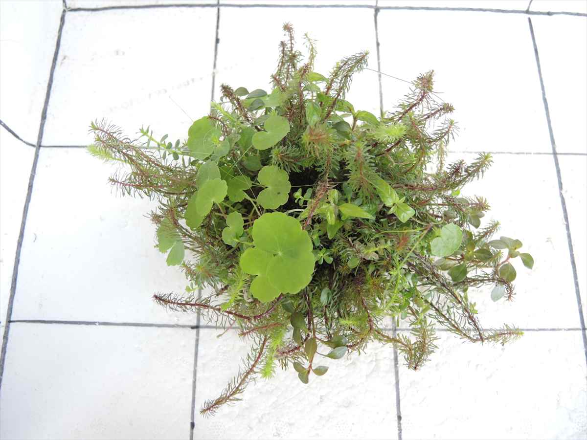 侘び草モスベース No.1の写真3