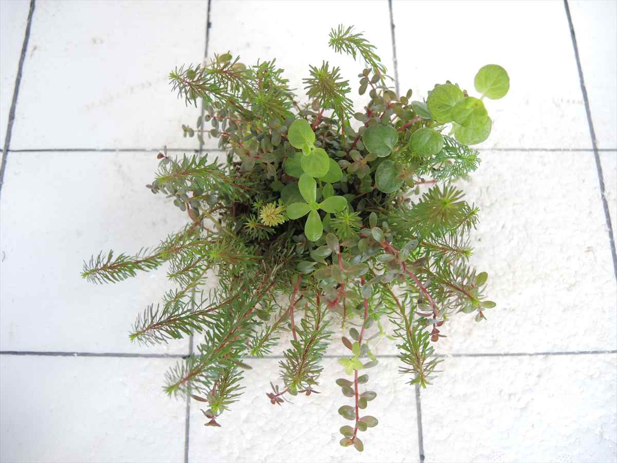 侘び草かれんNo.2の写真3