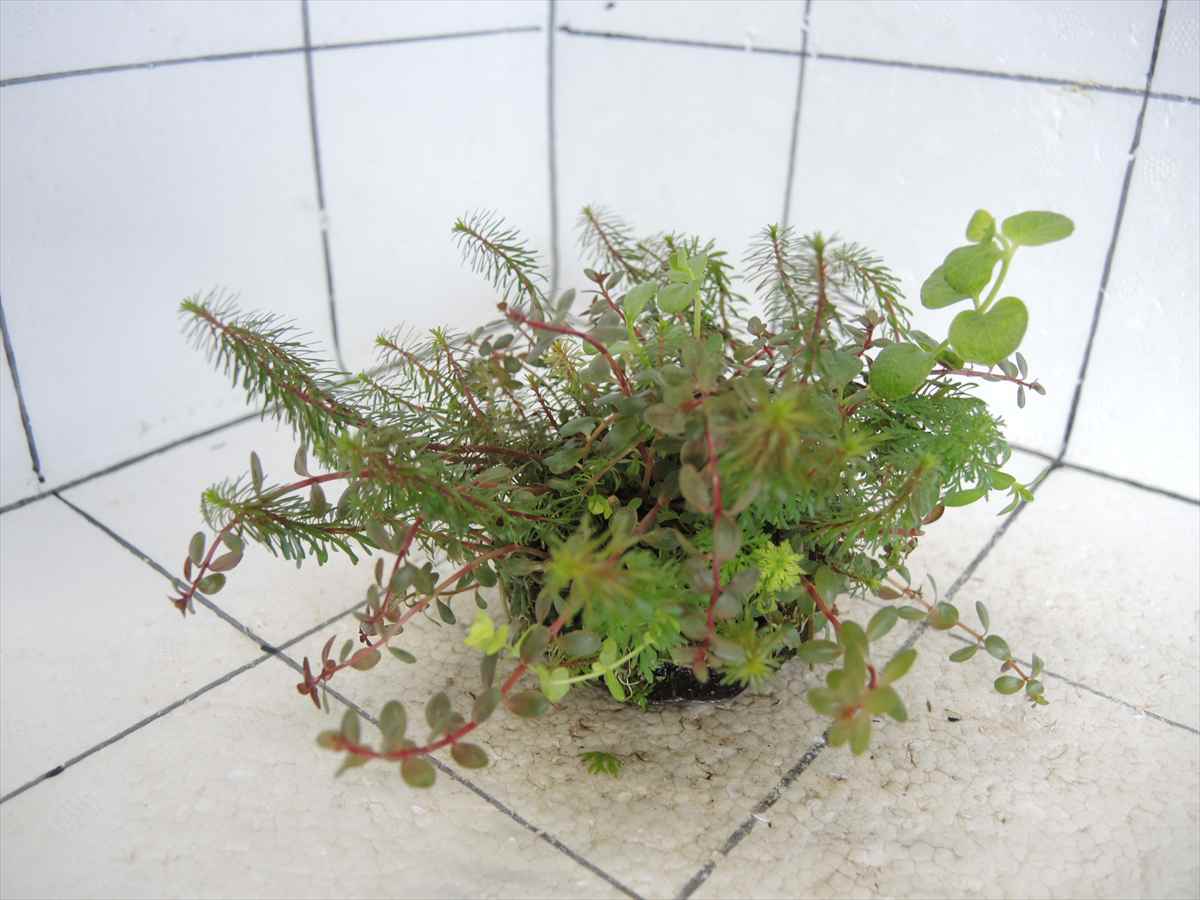 侘び草かれんNo.2の写真4