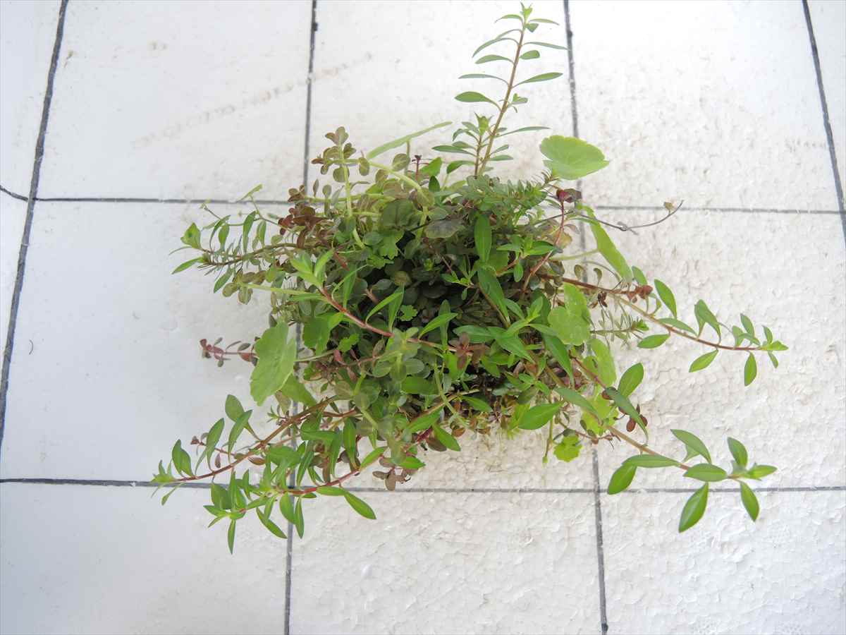 侘び草かれんNo.4の写真3