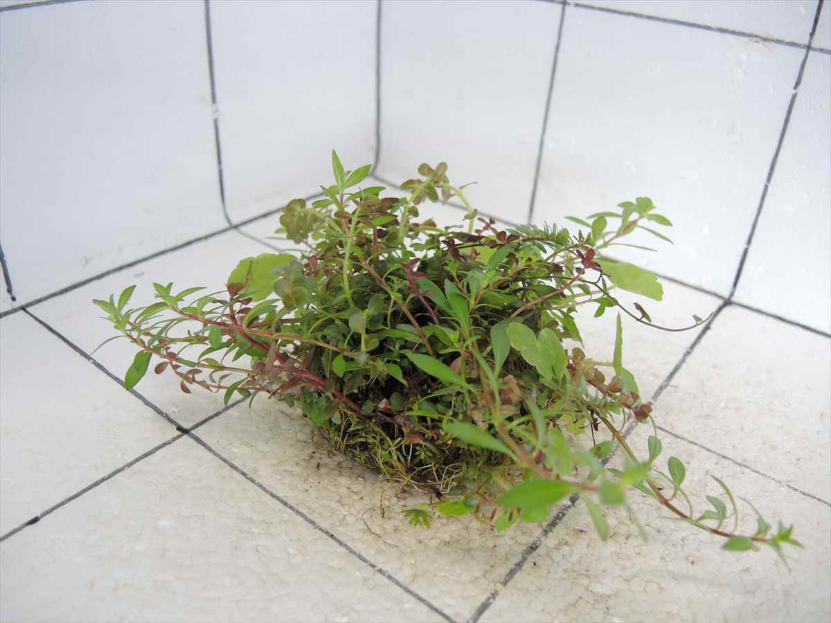 侘び草かれんNo.4の写真4