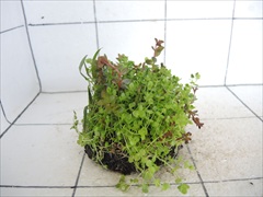 侘び草有茎草MIX No.2