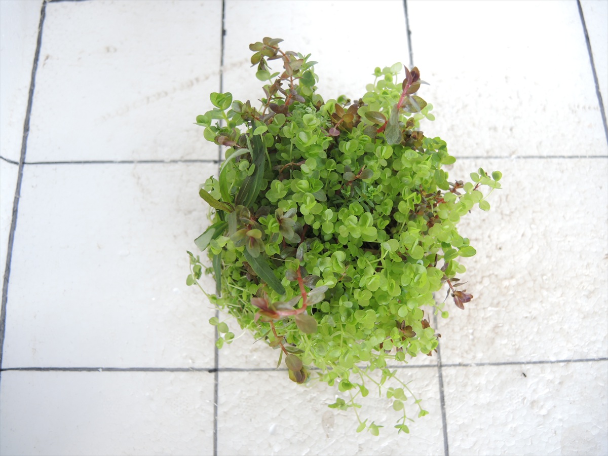 侘び草有茎草MIX No.2の写真3