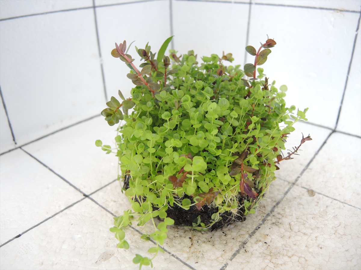 侘び草有茎草MIX No.2の写真4
