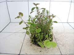 侘び草かれんNo.7