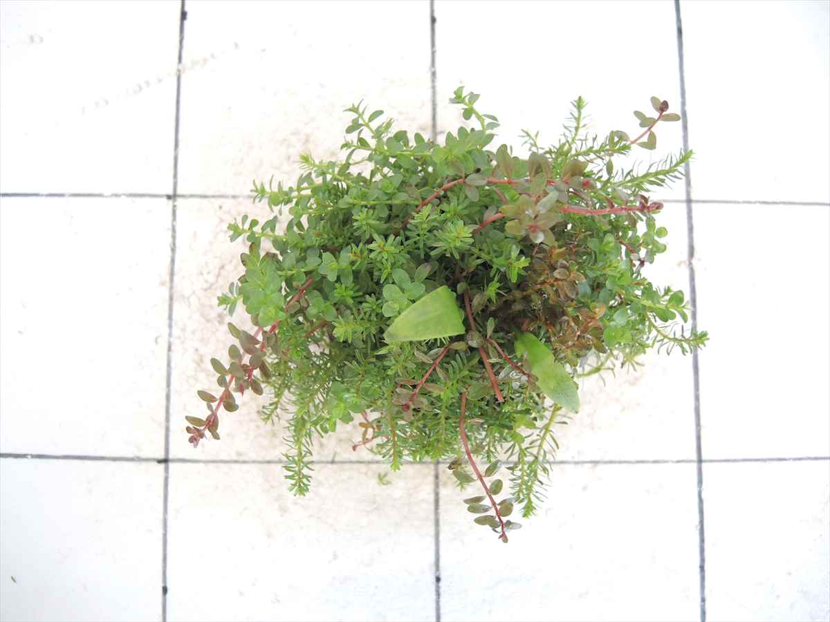 侘び草クリプトMIX No.4の写真3
