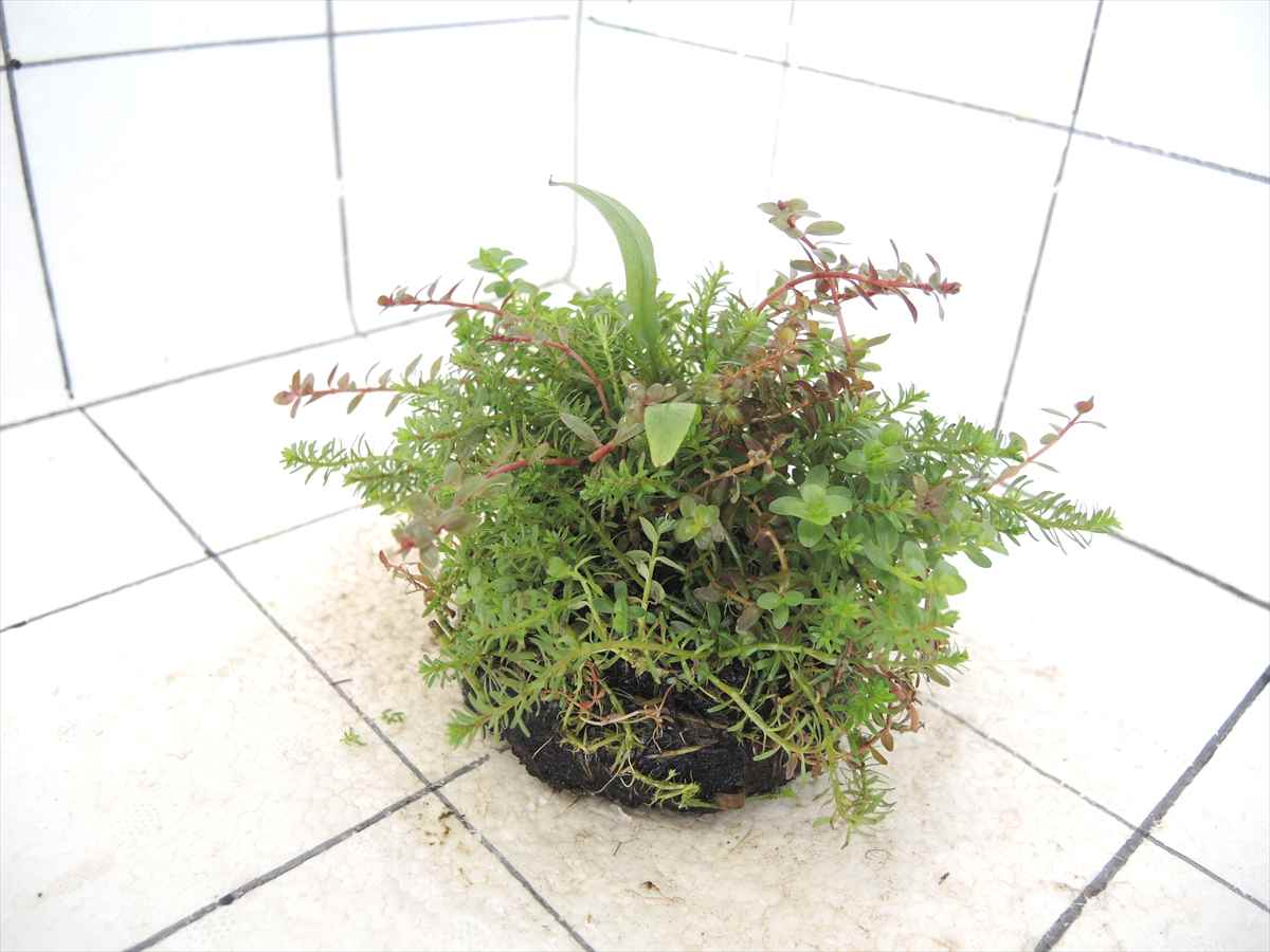 侘び草クリプトMIX No.4の写真4
