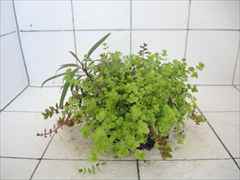 侘び草有茎草MIX No.1