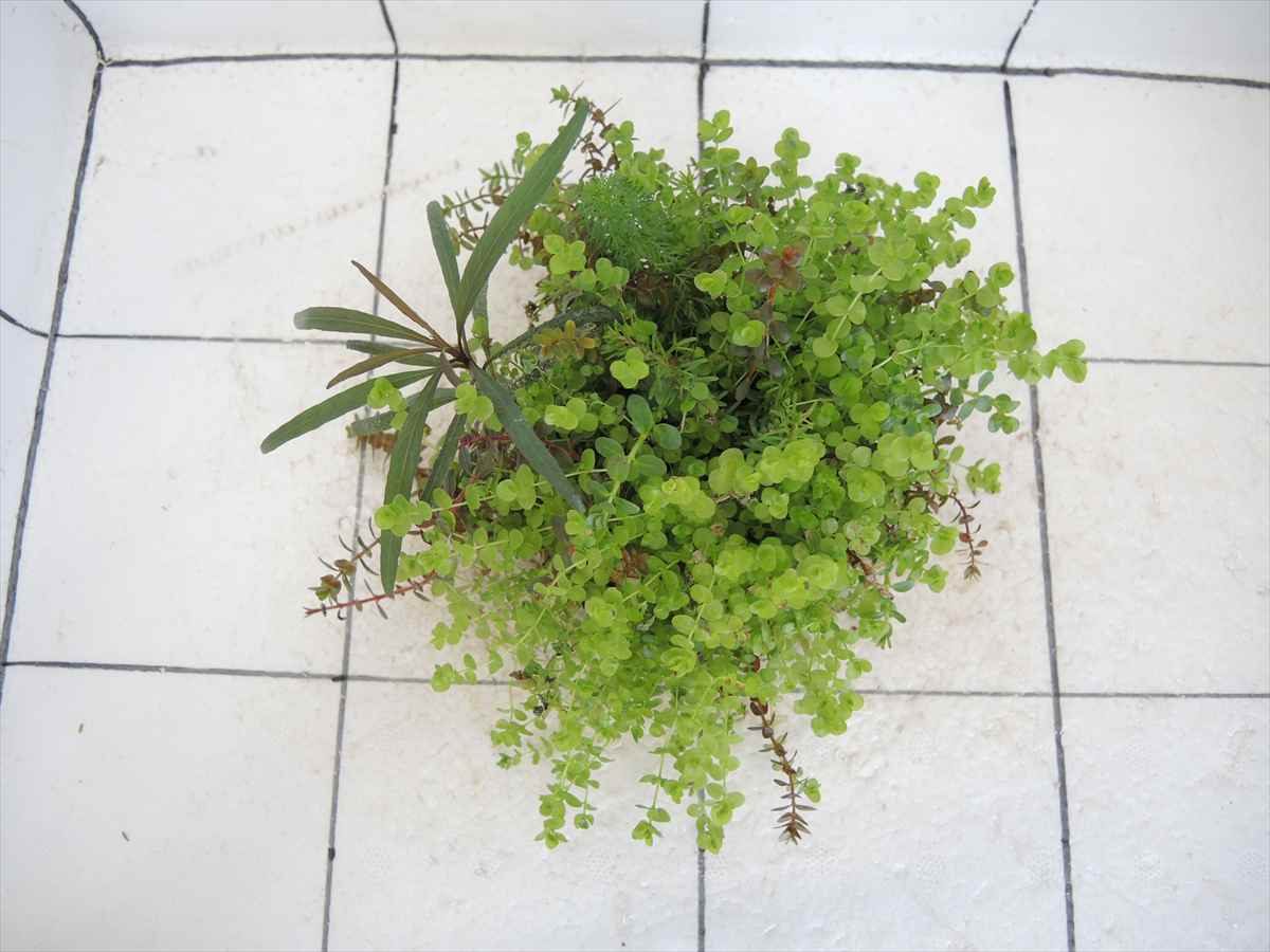 侘び草有茎草MIX No.1の写真3