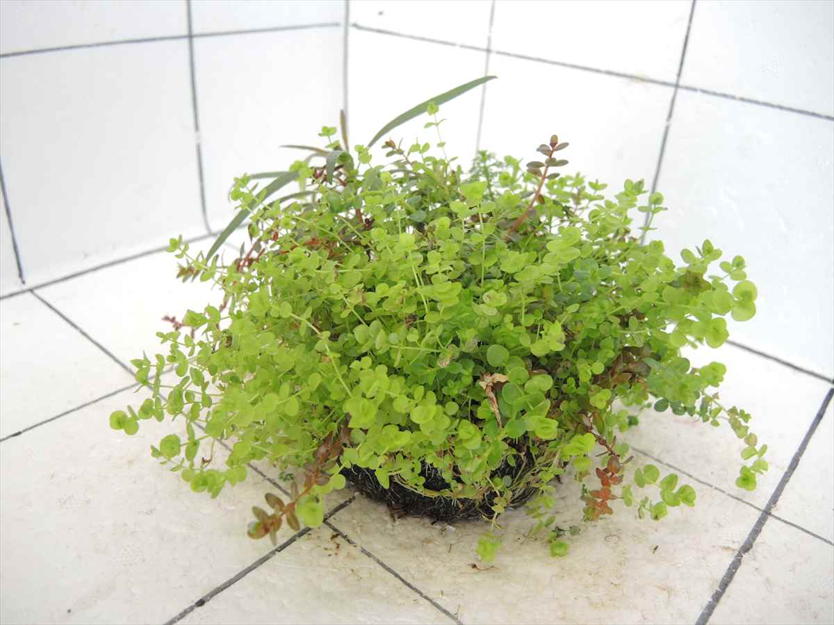 侘び草有茎草MIX No.1の写真4