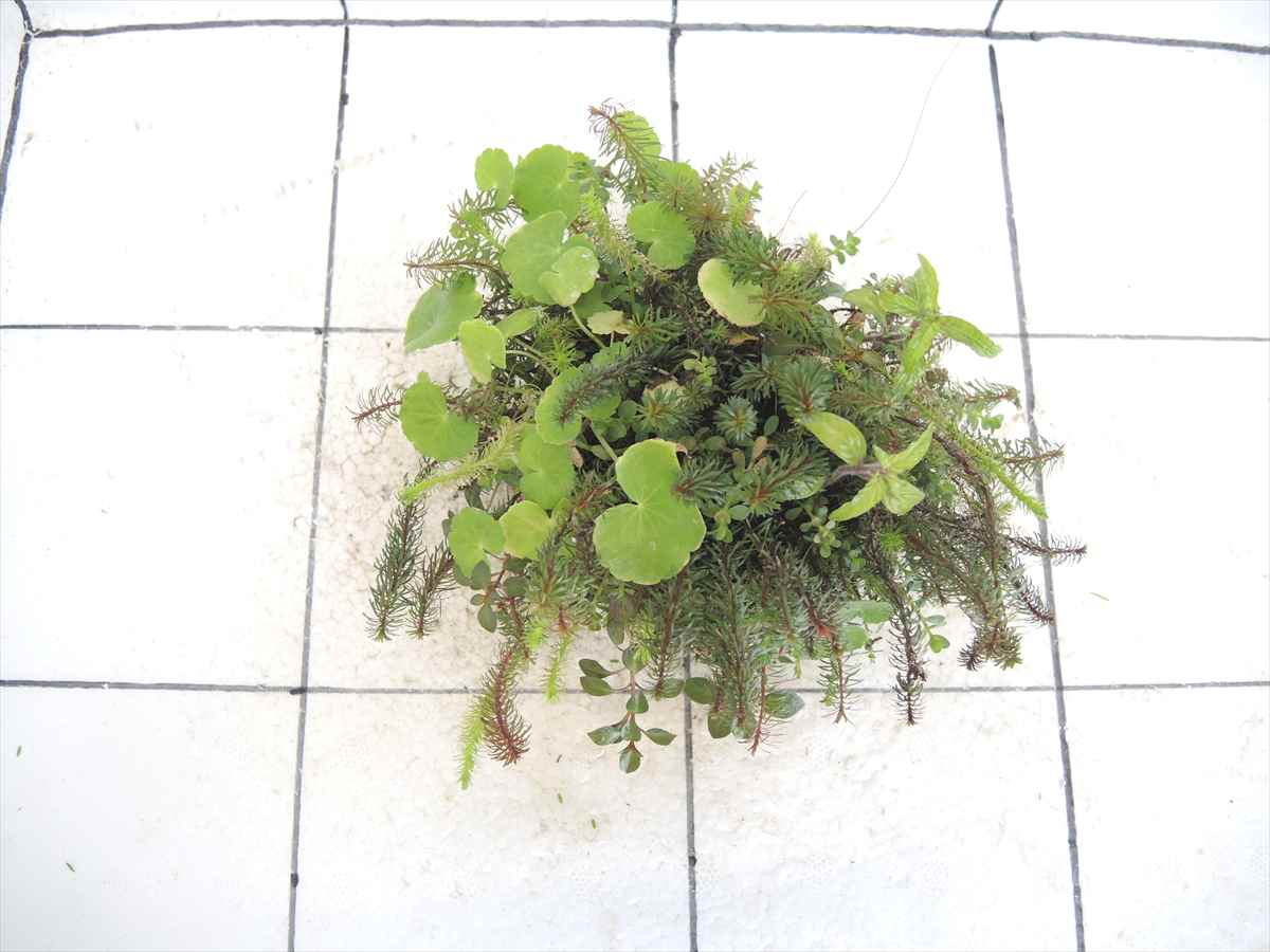 侘び草モスベース No.1の写真3