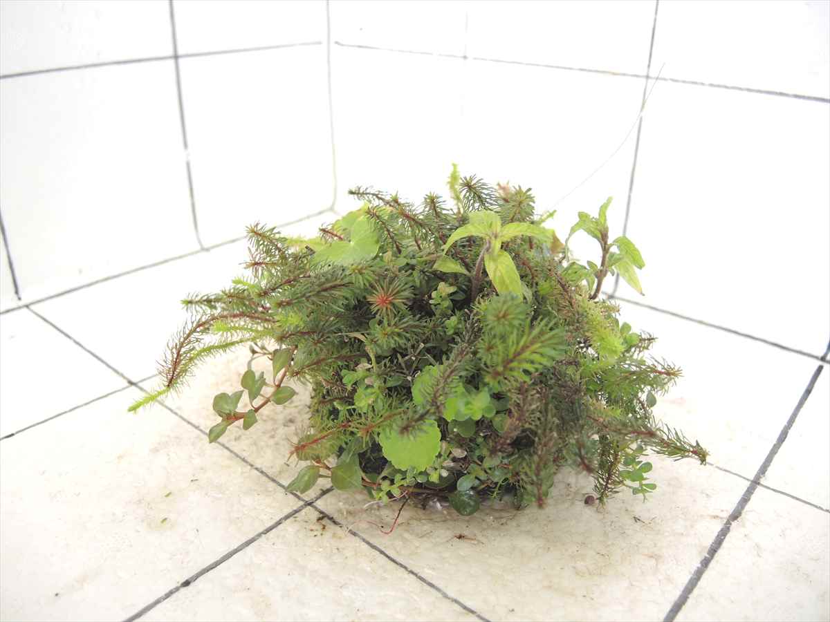 侘び草モスベース No.1の写真4