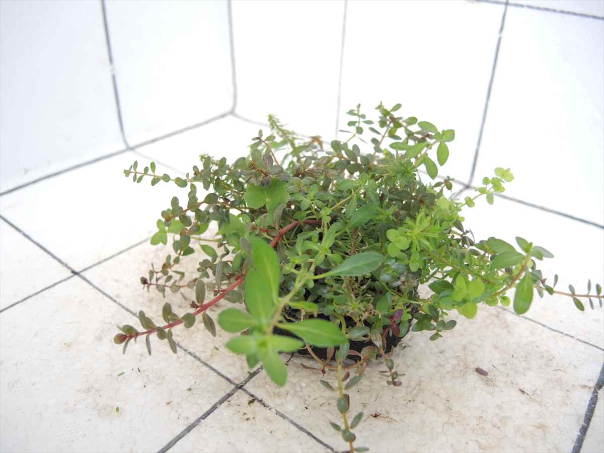 侘び草かれんNo.3の写真4
