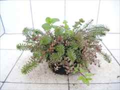 侘び草かれんNo.4