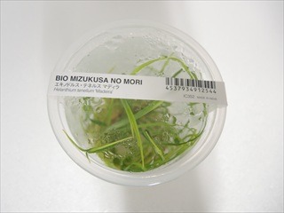 BIO エキノドルス テネルス マディラ 