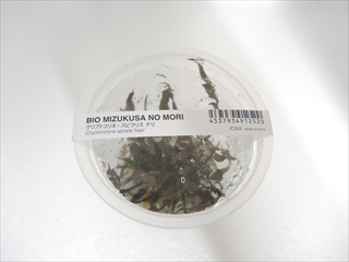 BIO クリプトコリネ スピラリス ナリ 