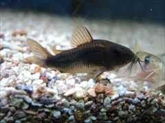 コリドラス ベネズエラブラック