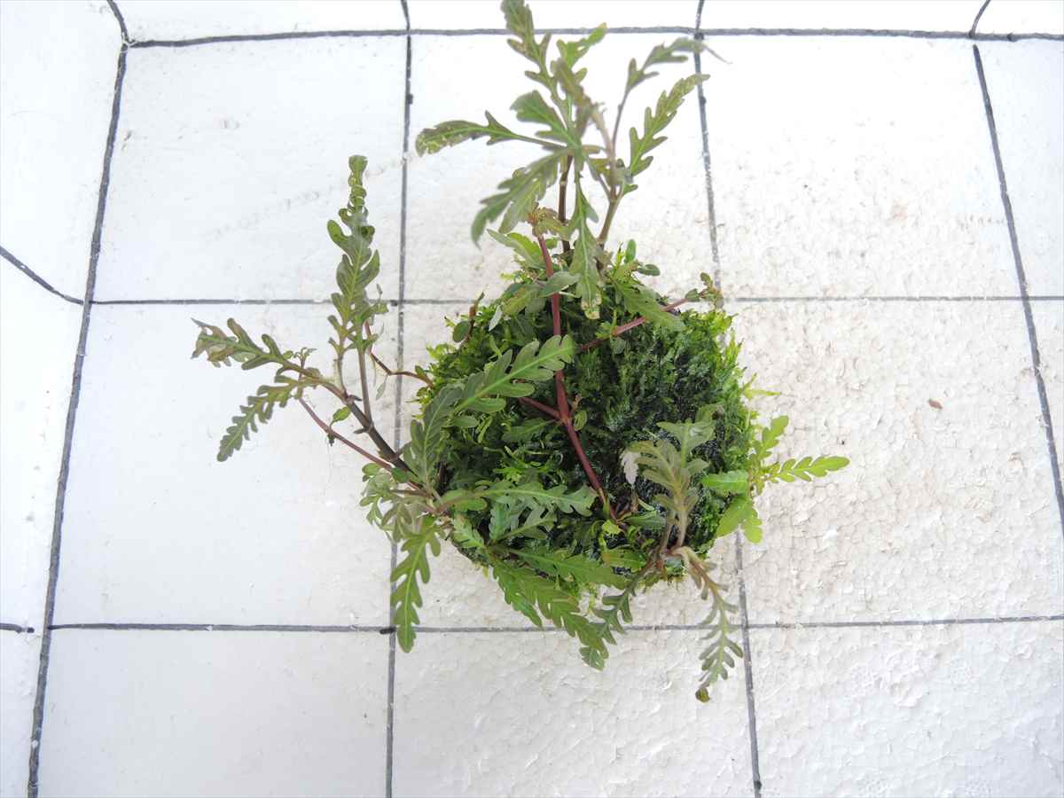 佗び草しずく No.1の写真3
