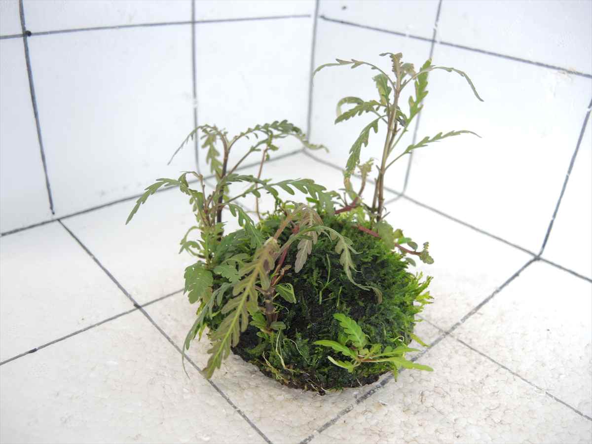 佗び草しずく No.1の写真4