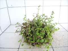 侘び草有茎草MIX No.3
