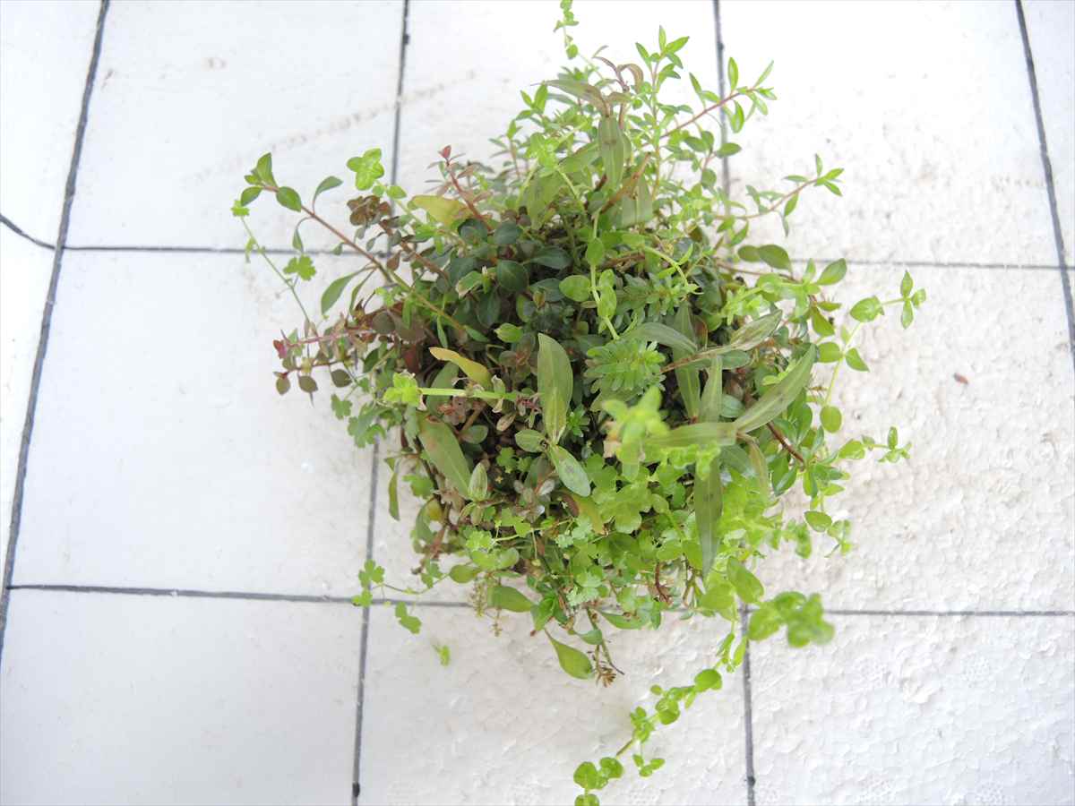 侘び草有茎草MIX No.3の写真3