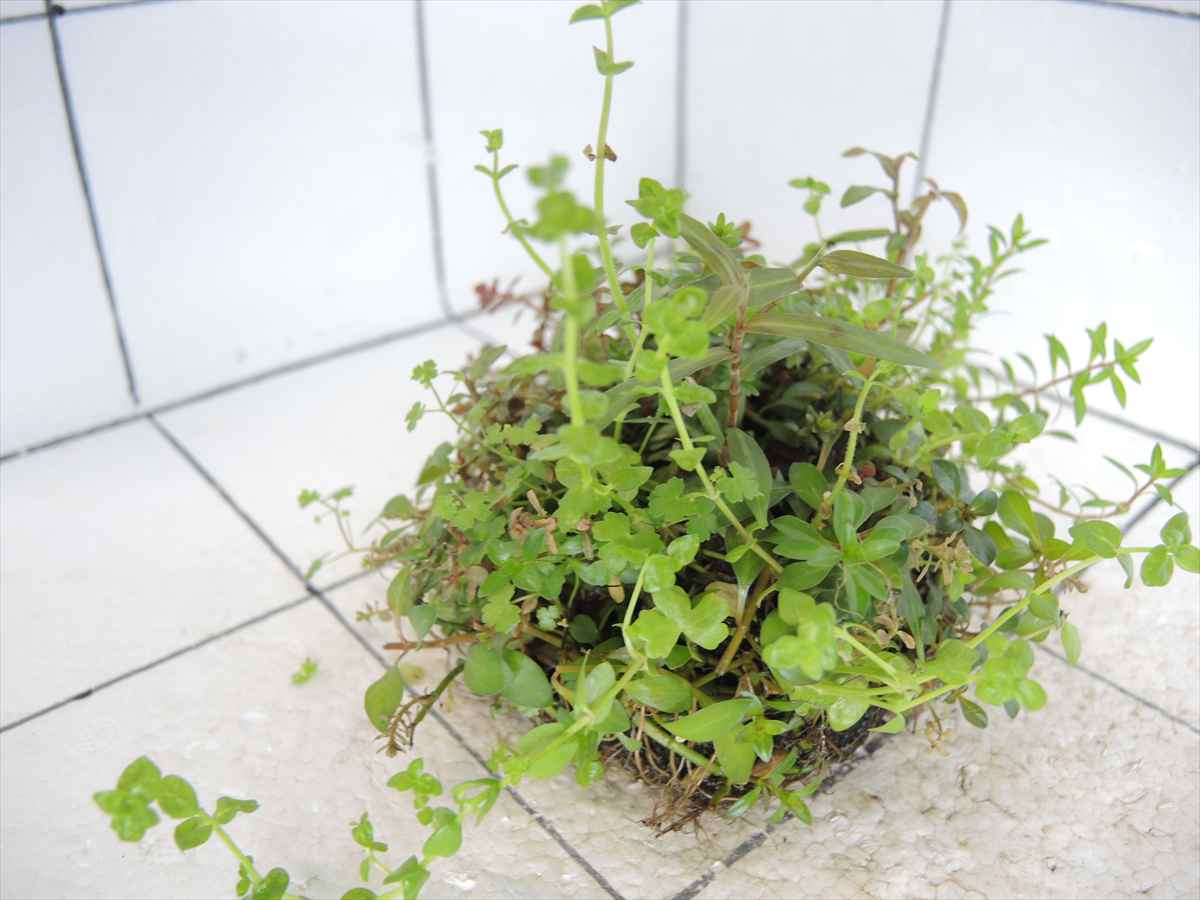 侘び草有茎草MIX No.3の写真4