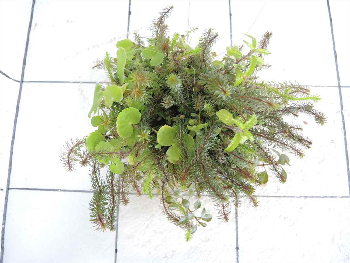 侘び草モスベース No.2の写真3