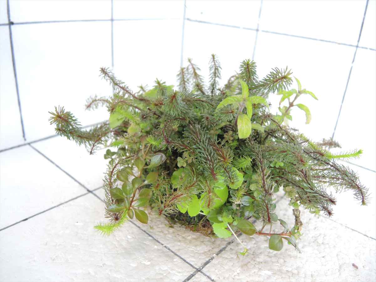 侘び草モスベース No.2の写真4