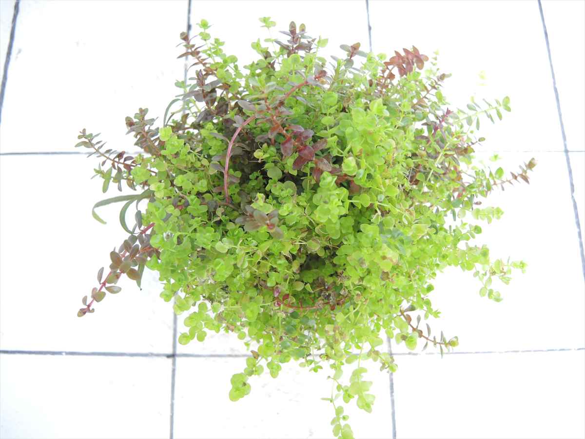 侘び草有茎草MIX No.2の写真3