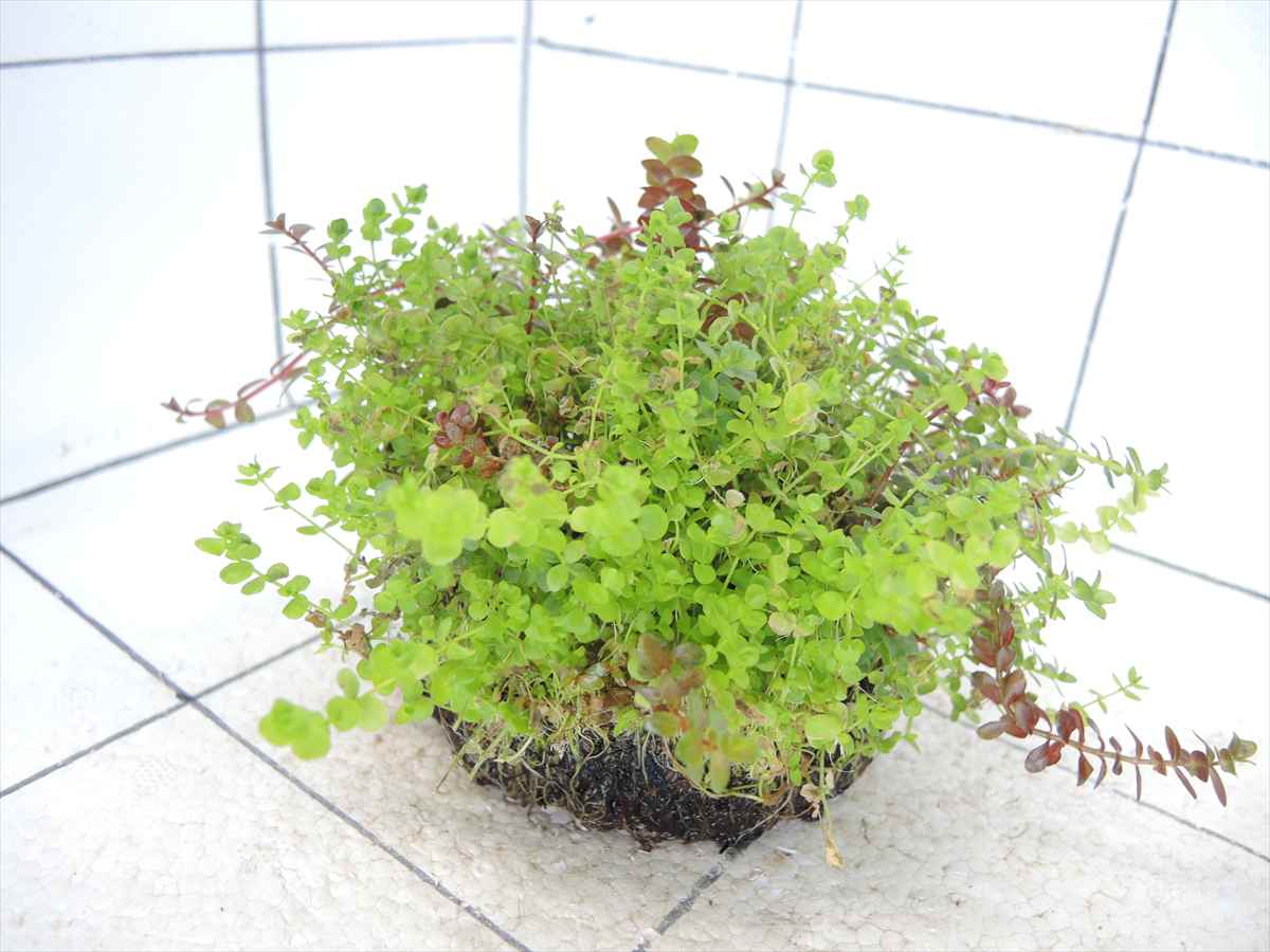 侘び草有茎草MIX No.2の写真4