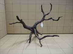 黒枝流木8003 LLサイズ