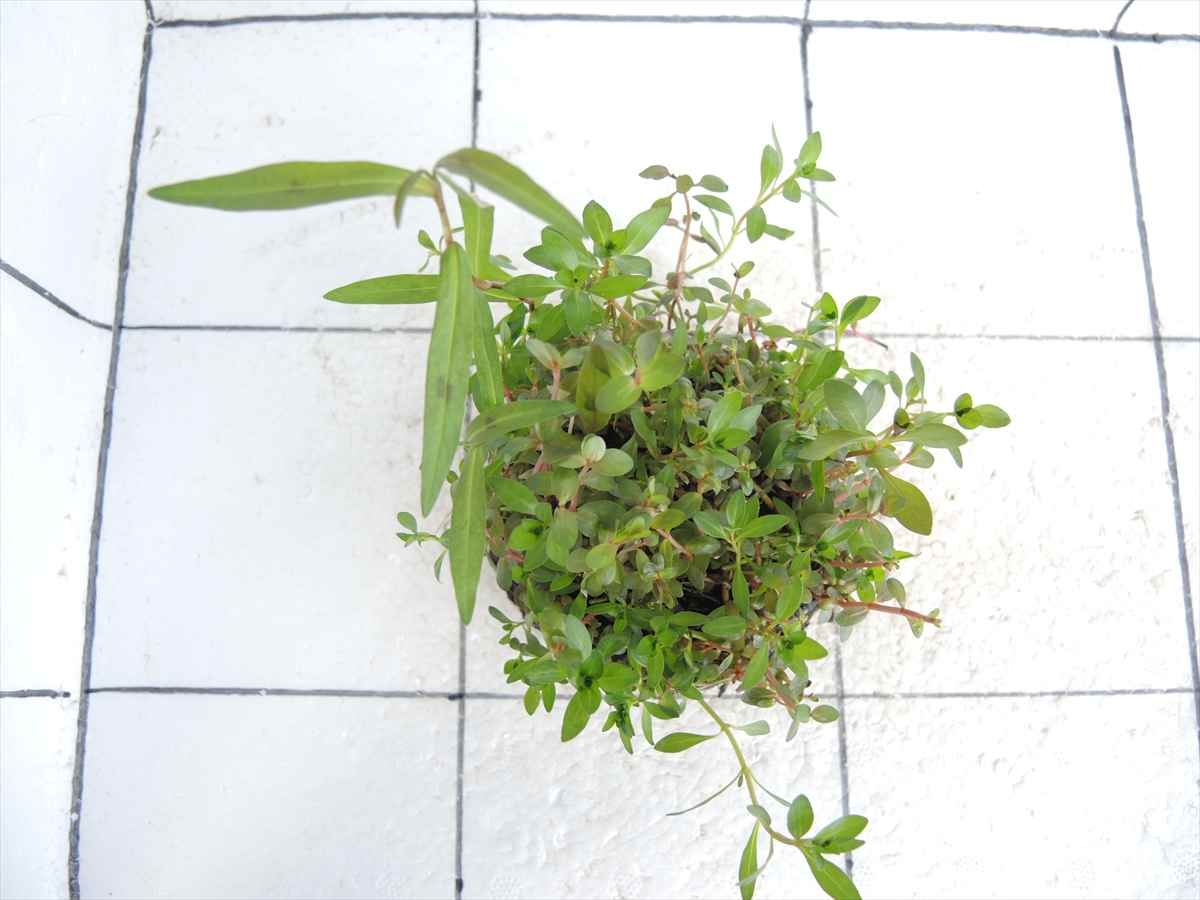 侘び草有茎草 (赤系) MIX No.1の写真3