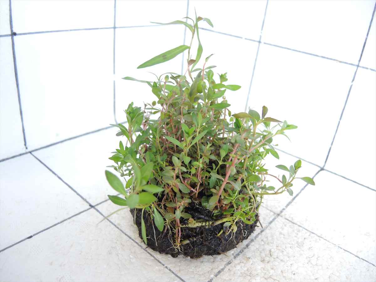 侘び草有茎草 (赤系) MIX No.1の写真4